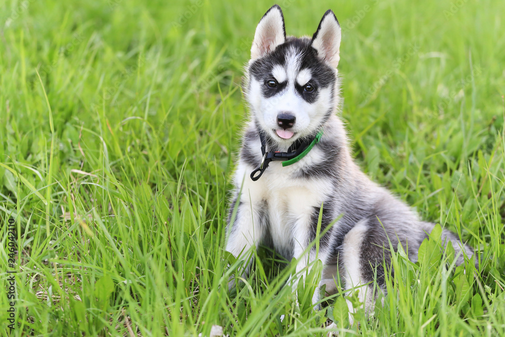 Cute beautiful Husky puppy dog in grass. Spring, summer