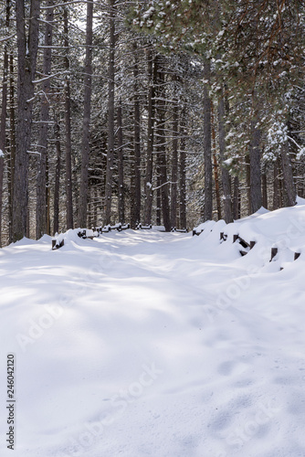 Idyllic day of winter in the woods