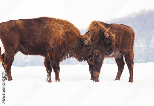 european bison (Bison bonasus) fighting in winter