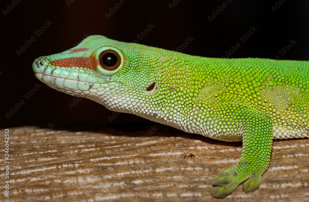 Fototapeta premium Phelsuma Gecko (Phelsuma madagascariensis)in natural habitat on tree. Amber Mountain, Madagascar wildlife and wilderness