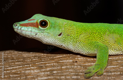 Phelsuma Gecko (Phelsuma madagascariensis)in natural habitat on tree. Amber Mountain, Madagascar wildlife and wilderness