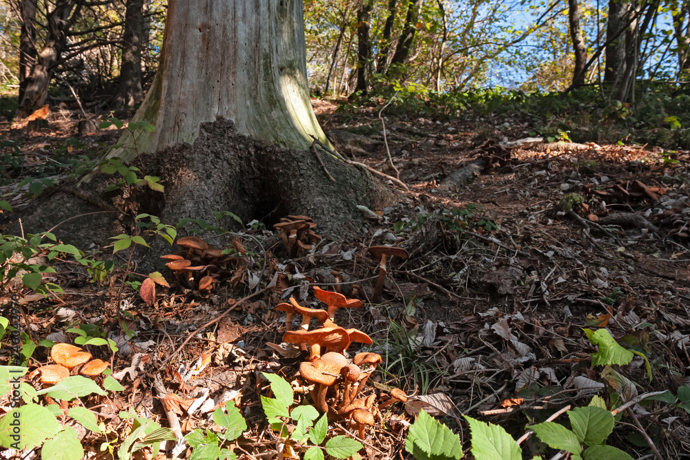 A number of mushrooms grown at the foot of a tree in the woods. A number of mushrooms grown at the foot of a tree in the woods.