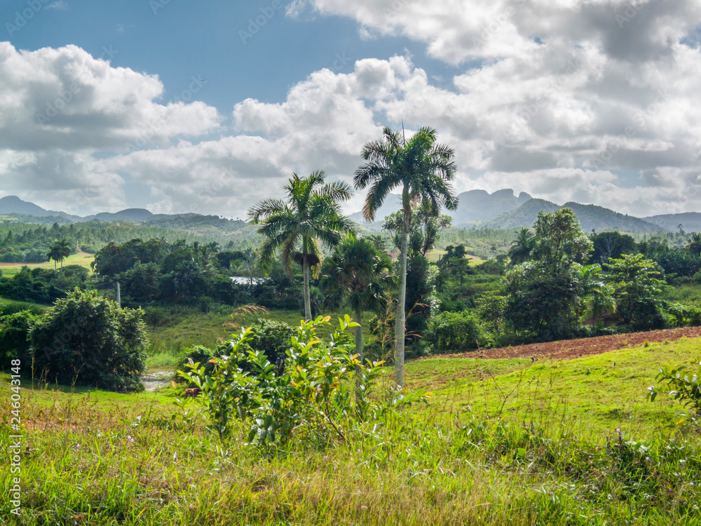 Cuban countryside an amazing landscape. Viñales, west Cuba, agricultural land where the tobacco for the cigars are produced on this farm lands. Big boulders and palm trees on a tropical environment Cuban countryside an amazing landscape. Viñales, west Cuba, agricultural land where the tobacco for the cigars are produced on this farm lands. Big boulders and palm trees on a tropical environment