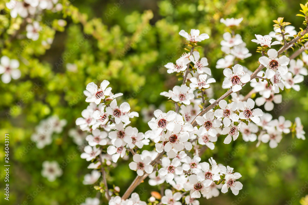 wild manuka tree flowers in bloom with blurred background wild manuka tree flowers in bloom with blurred background