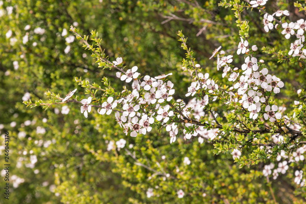 New Zealand teatree bush with white flowers in bloom