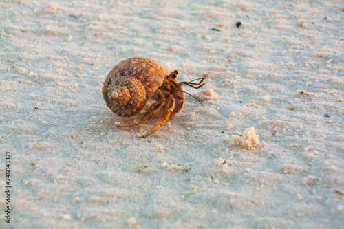 A crab going out of the water in a sandy beach at Cayo Levissa Island in North of Cuba an amazing place for sea wild life and water birds watching photo