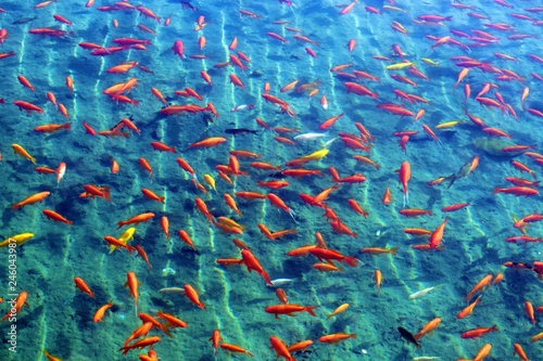 gruppo di pesci rossi che nuotano in superficie nell'acqua dolce del canale in Piazza di Spagna nella città di Siviglia in Andalusia, Spagna  photo