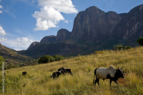 Zebu cattle, Tsaranoro Massif, southern Madagascar photo