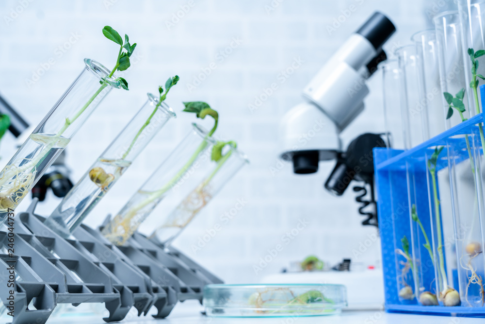 Ecology laboratory exploring new methods of plant breeding Ecology laboratory exploring new methods of plant breeding