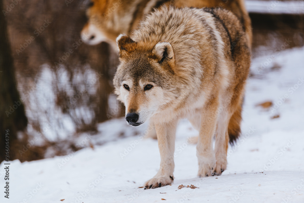 Naklejka premium Wolf in the winter forest