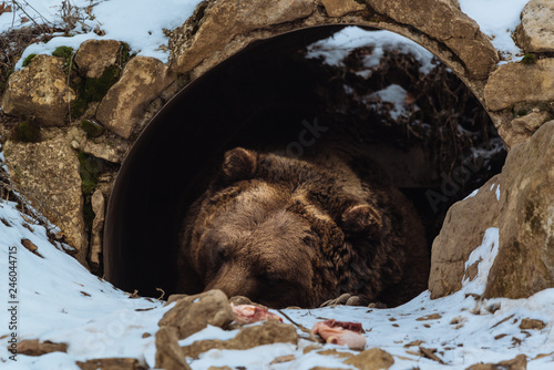 Brown bear sleeping in the cave