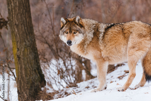 Wolf in the winter forest