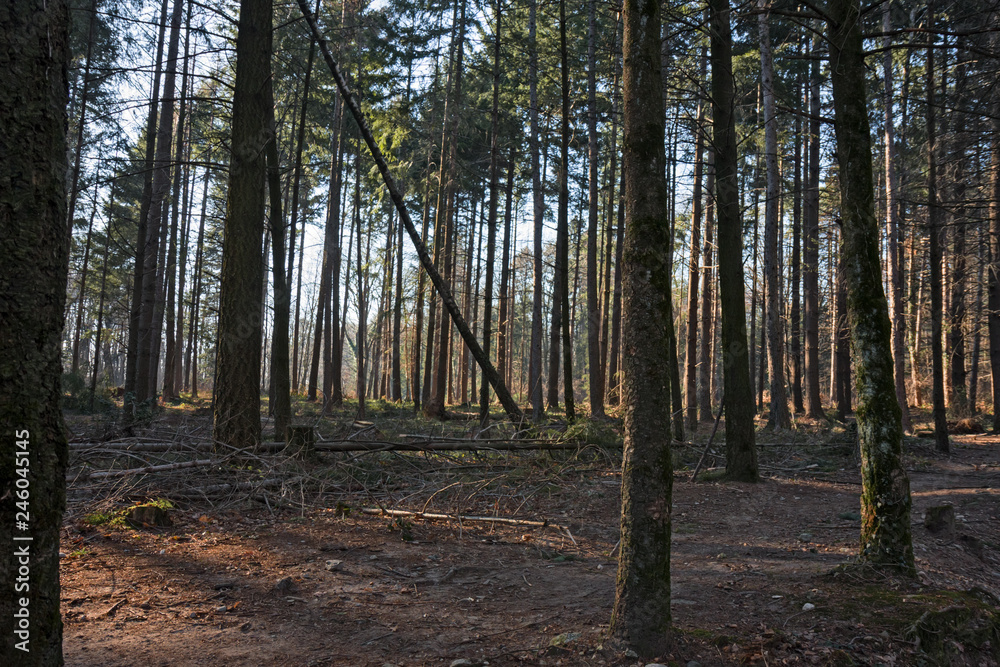Fototapeta premium A fir forest in the sunset light