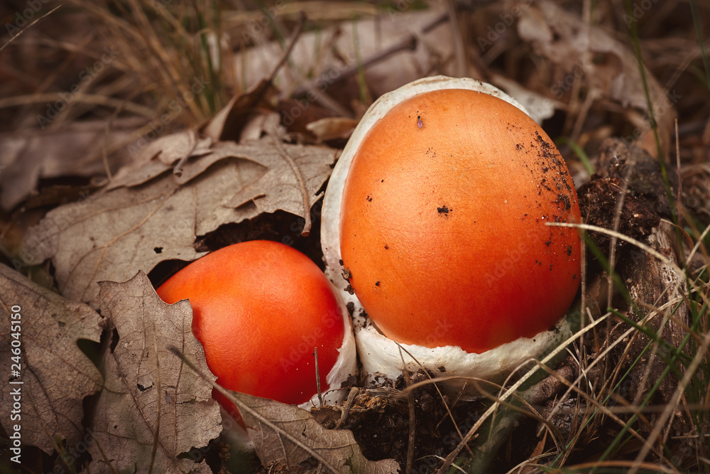 Close up of red caesar mushroom in the autumn forest Close up of red caesar mushroom in the autumn forest