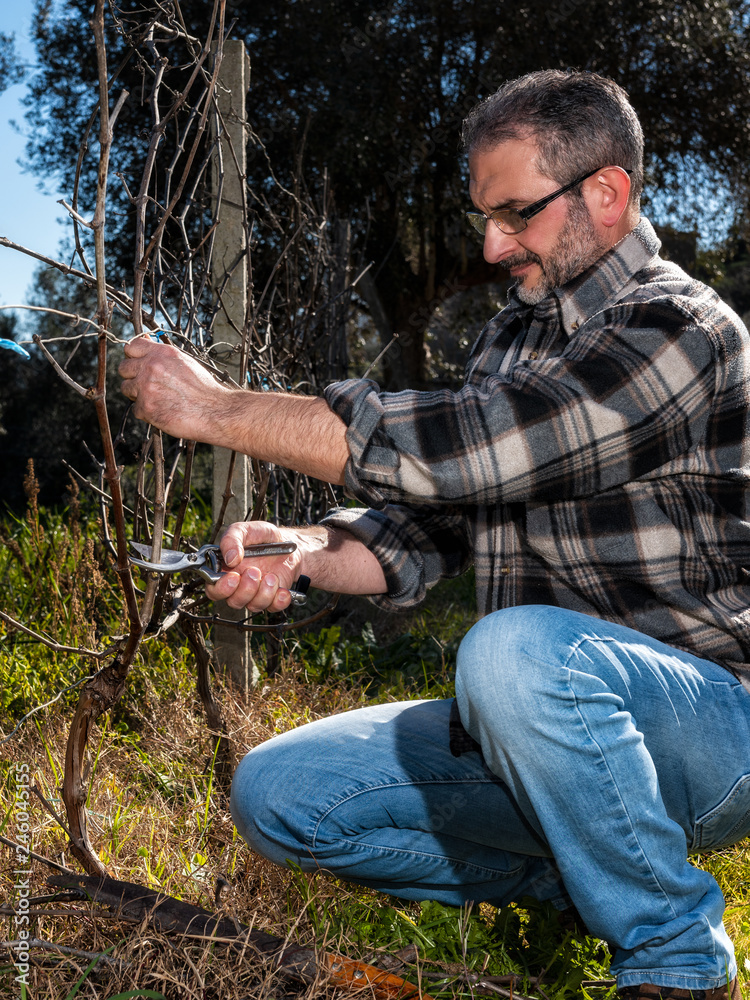 Caucasian farmer winegrower at work in an old vineyard, performs the pruning of the vine with professional scissors. Traditional agriculture. Caucasian farmer winegrower at work in an old vineyard, performs the pruning of the vine with professional scissors. Traditional agriculture.