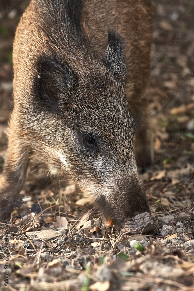 Close up of young wild boar on the forest Close up of young wild boar on the forest
