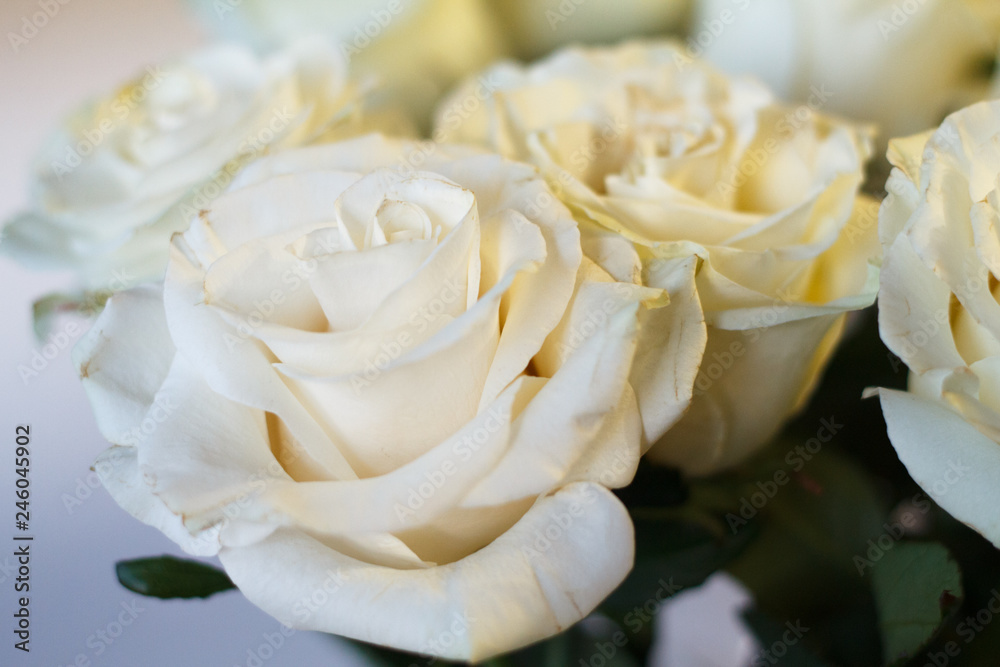 white rose on blue background beautiful and tender symbol of love and fidelity white rose on blue background beautiful and tender symbol of love and fidelity