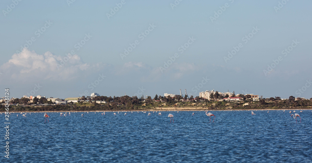 flock of birds pink flamingo walking on the blue salt lake of Cyprus in the city of Larnaca