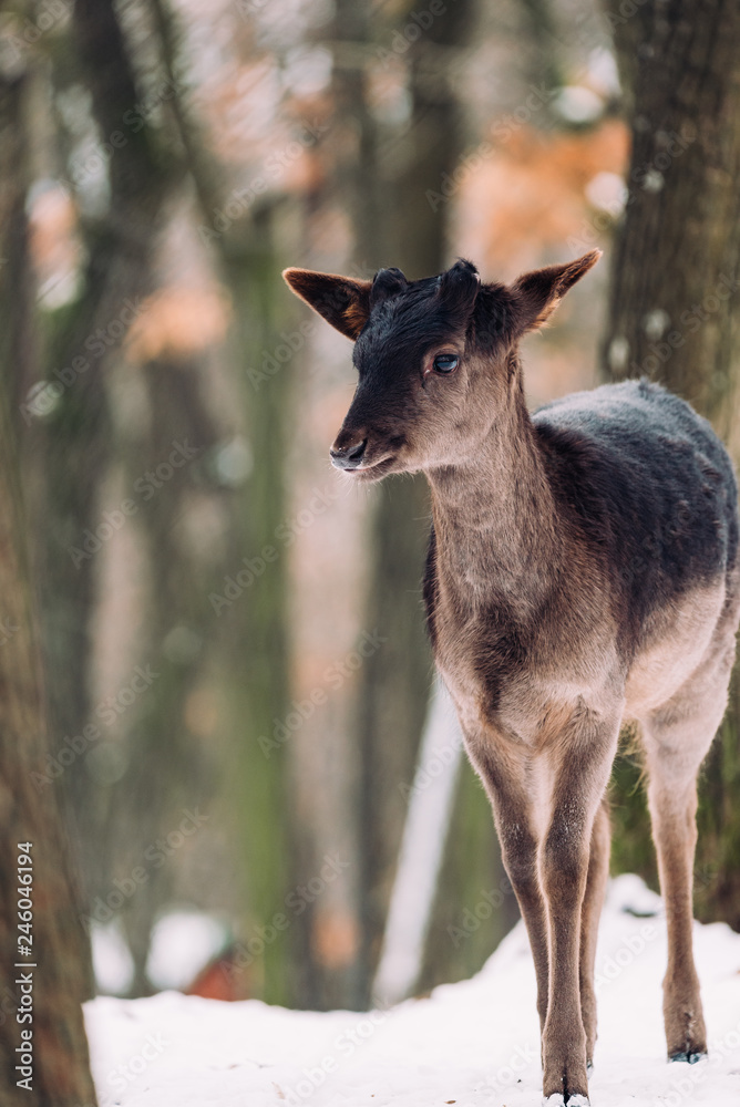 Female fallow deer in winter forest Female fallow deer in winter forest