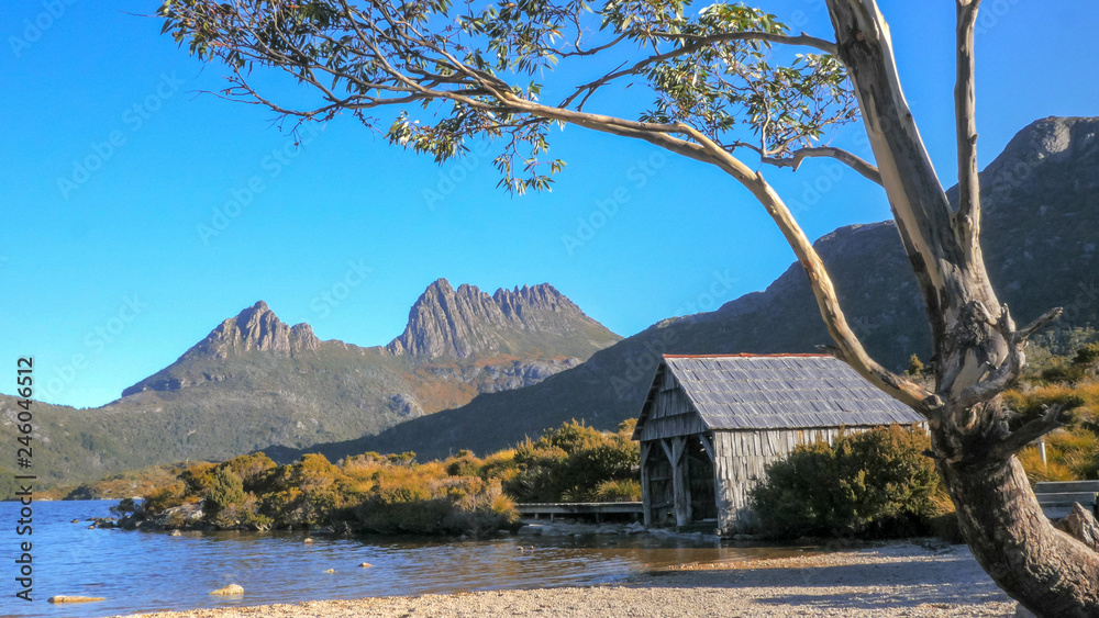 the iconic old boat shed on the shore of dove lake framed by a gum tre