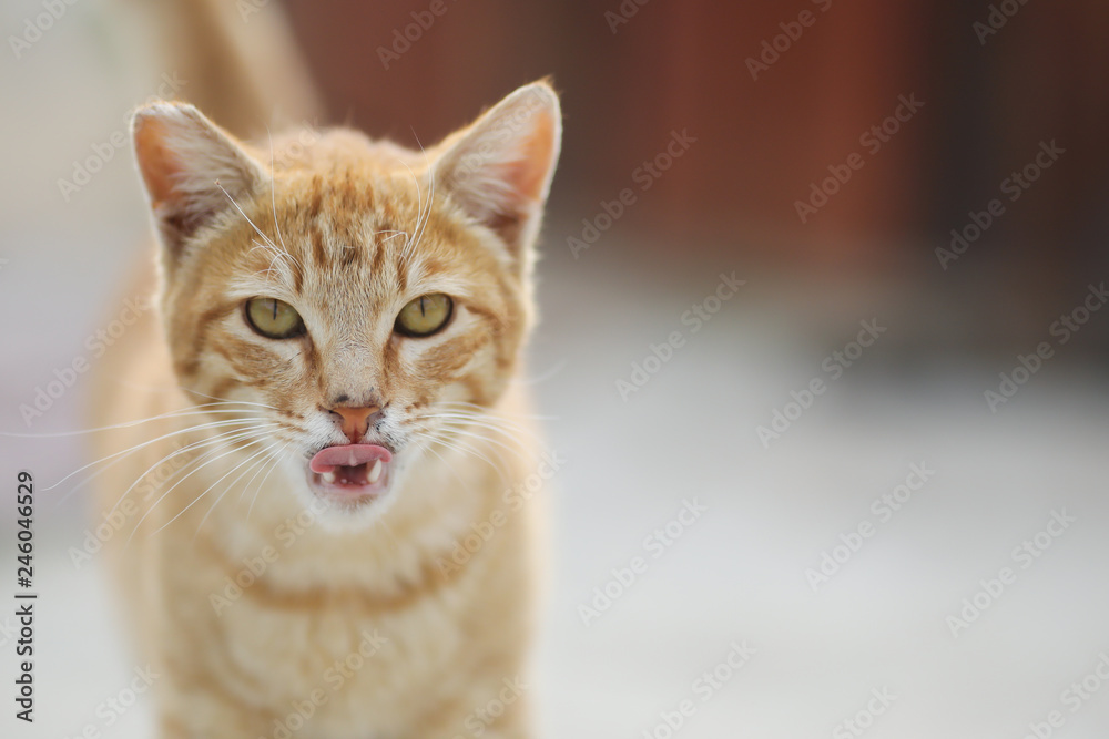  street cat with teeth