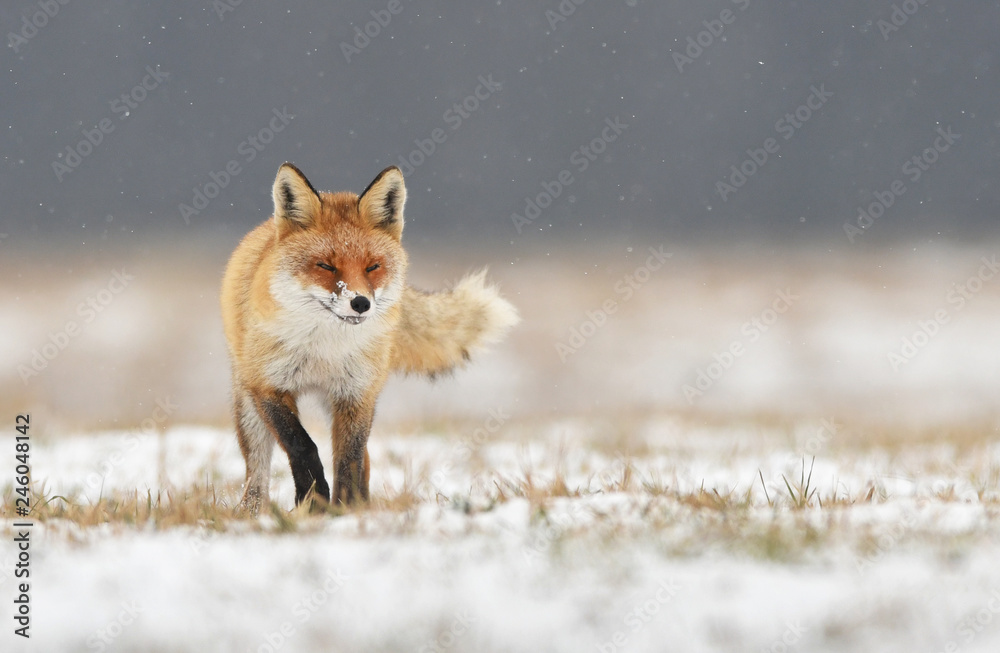 Fox (Vulpes vulpes) Fox (Vulpes vulpes)