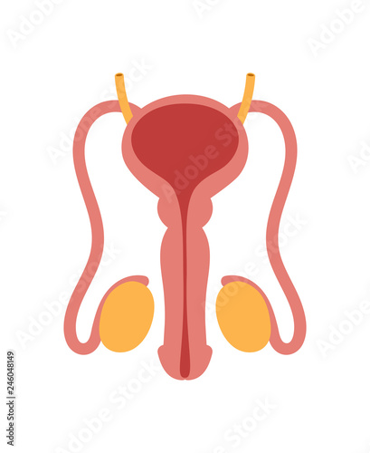 Male reproductive system isolated on white background. Vector internal urethra anatomical illustration