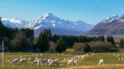 close up of newly shorn sheep grazing on a farm with mt cook in the distance