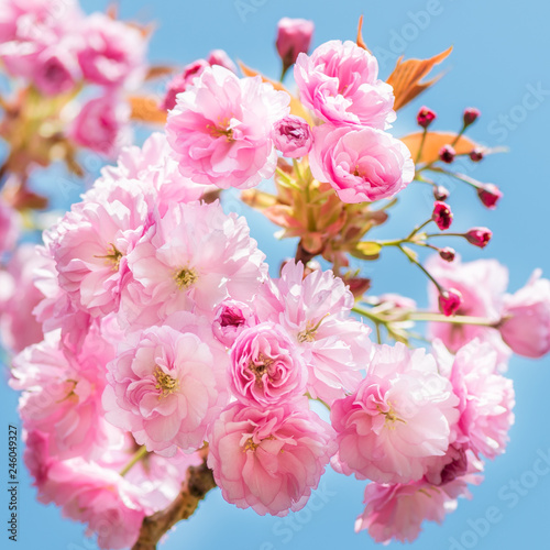 Beautiful nature scene with blooming cherry tree in spring © manuta