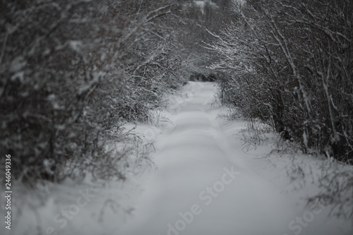 roadin winter forest photo