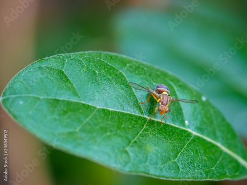 queensland fruit fly on a feijoa leaf