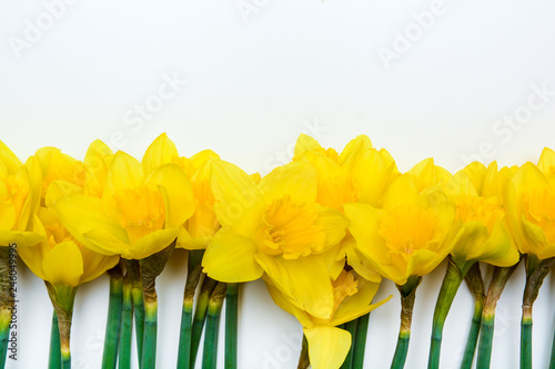 Fototapeta Naklejka Na Ścianę i Meble -  Spring floral background with yellow daffodil flowers