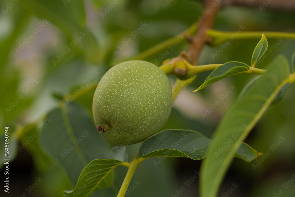 Ripe whole walnuts and one husked nut kernel on a background of walnut branches with leaves and unripe fruits on a white background Ripe whole walnuts and one husked nut kernel on a background of walnut branches with leaves and unripe fruits on a white background