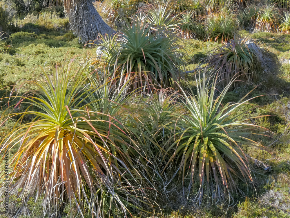 close view of a grove of young pandani plants