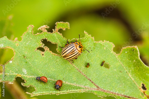 close-up Colorado potato beetle and larvae on the green leaves of potatoes in the garden sunlight © Ruslan