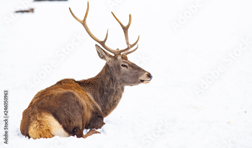 noble deer male in winter snow © Melinda Nagy