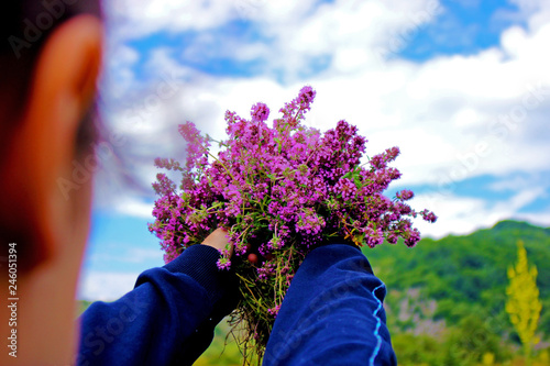 Thyme Plant fresh herbal tea from the nature  photo