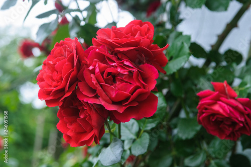 .red rose bush flowers
