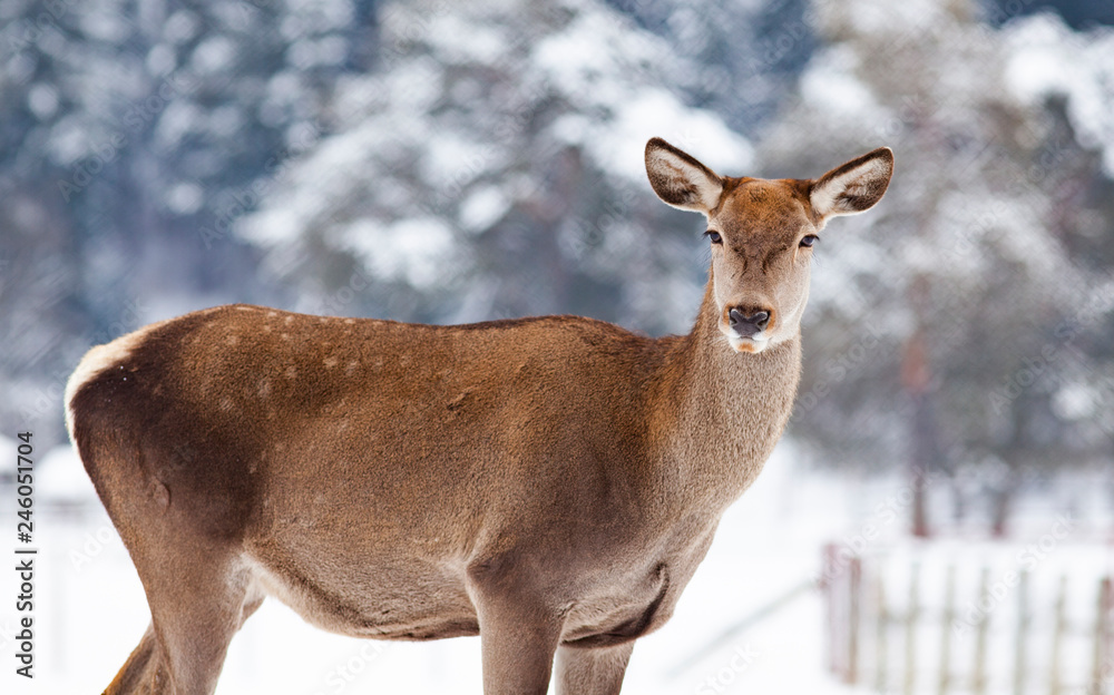 roe deer in winter snow roe deer in winter snow