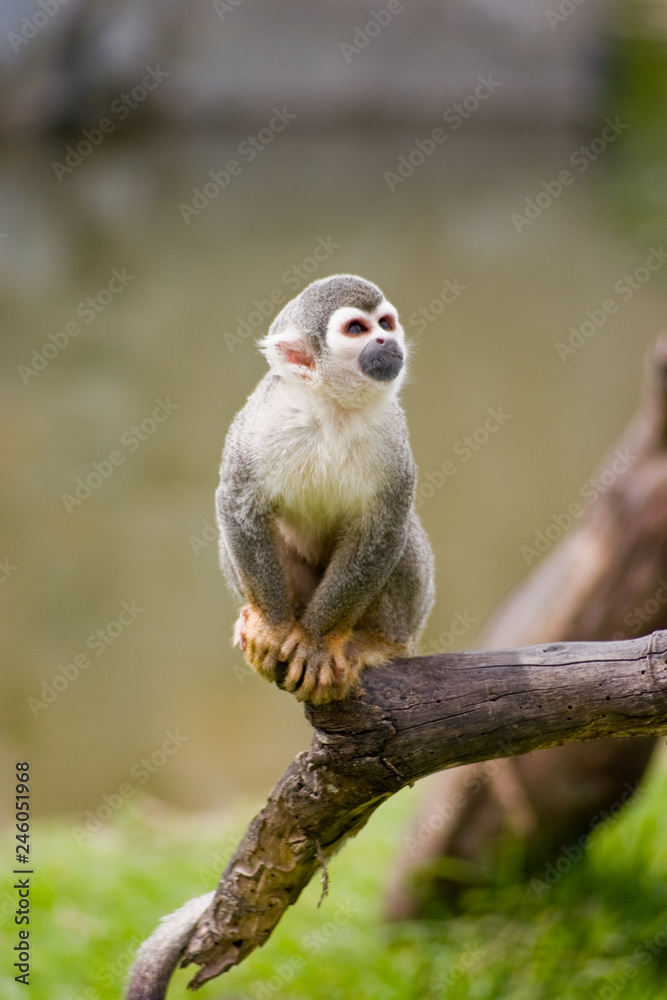 Obraz premium monkey in the tree