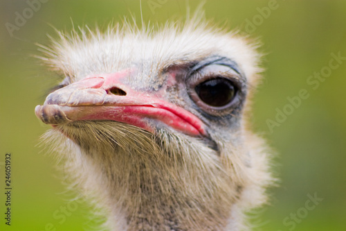 close up of head of an ostrich