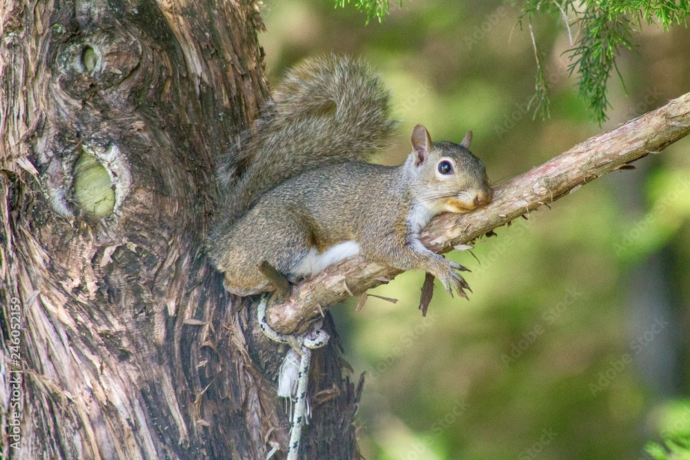 Squirrel resting on a tree after not having much luck raiding a bird feeder. Squirrel resting on a tree after not having much luck raiding a bird feeder.