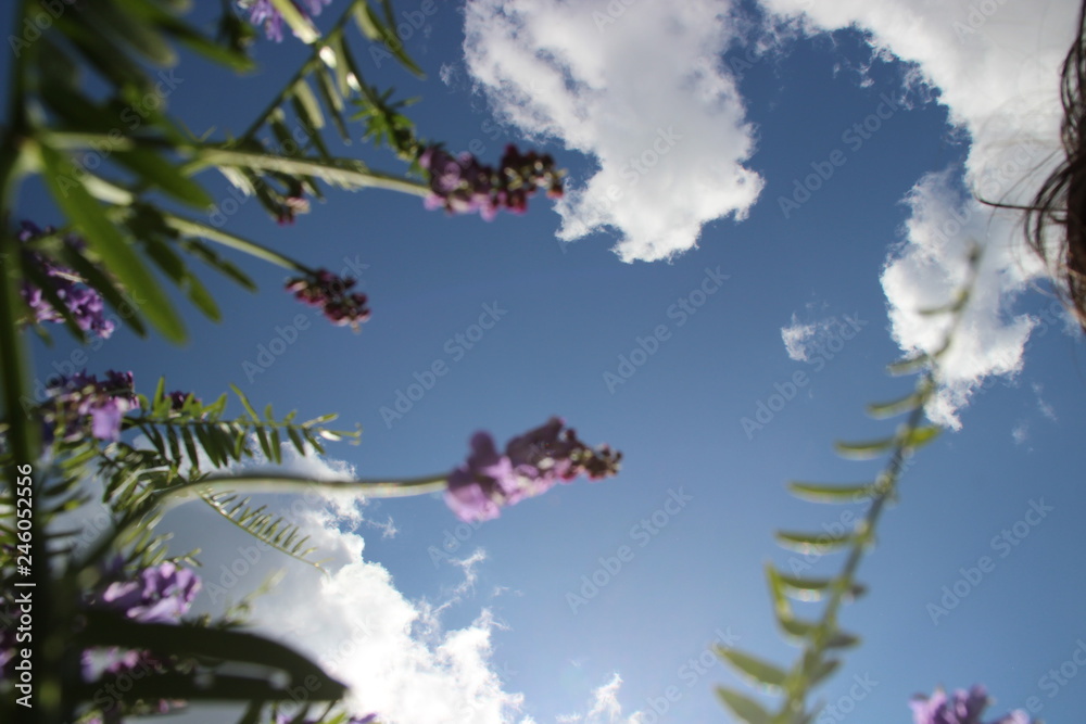 flowers and blue sky flowers and blue sky