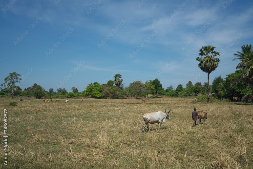 Prasat Sambour,Cambodia-January 12, 2019: A rice field along road 219 in Prasat Sambour in Cambodia
Prasat Sambour,Cambodia-January 12, 2019: A rice field along road 219 in Prasat Sambour in Cambodia