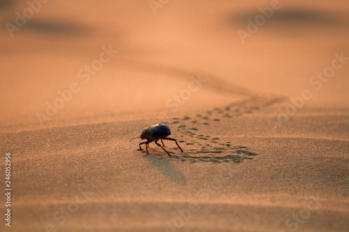 Black beetles (darkling beetles, Blaps) roam sands photo