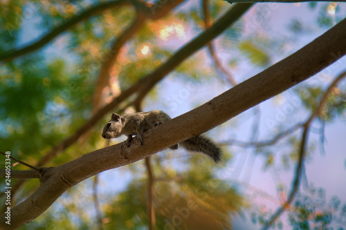 Indian palm squirrel photo
