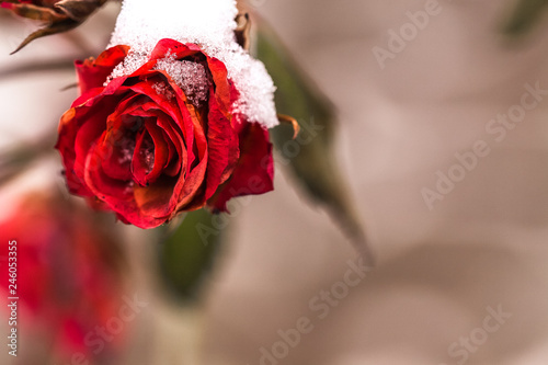 Rose in the snow in a macro shot