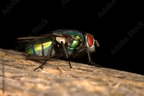Green Bottle Fly