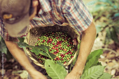 Fotografija farmer picking coffee fruits