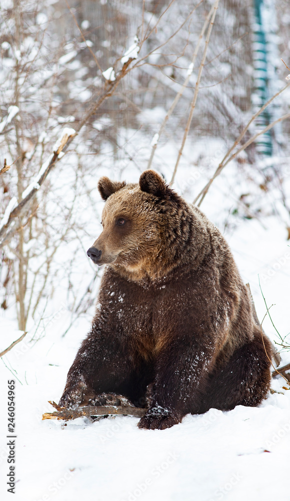 Obraz premium brown bear in snow